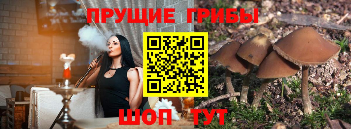 Галлюциногенные грибы Psilocybe  где продают наркотики  Комсомольск-на-Амуре  Вход с VPN  Псилоцибиновые грибы мицелий 